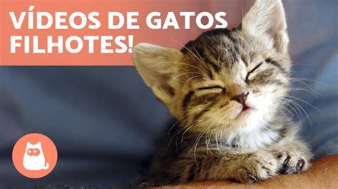 Vídeos de GATOS FILHOTES Gatos fofos e engraçados